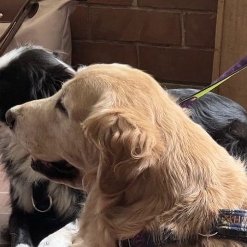 250219-perros-ufm-psicologia-condicionamiento