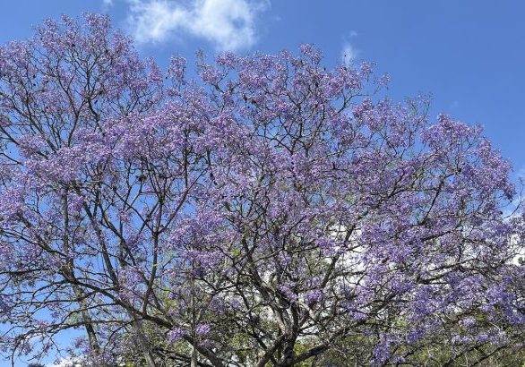 250305-jacaranda-ufm-arboretum