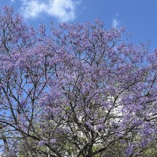 250305-jacaranda-ufm-arboretum