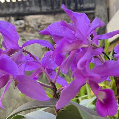 250313b-candelaria-orguideas-guarianthe-skineri-arboretum-ufm-casa-popenoe