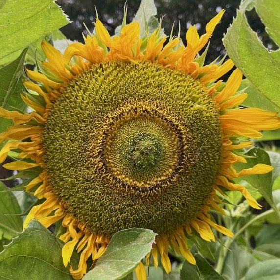 250401b-girasol-ufm-arboretum
