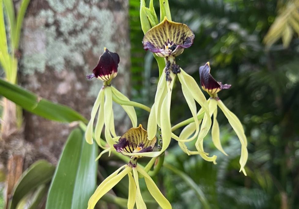 250505-prostechea-cochleata-arboretum-ufm