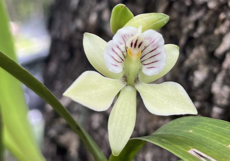 250612-orquidea-ufm-arboretum