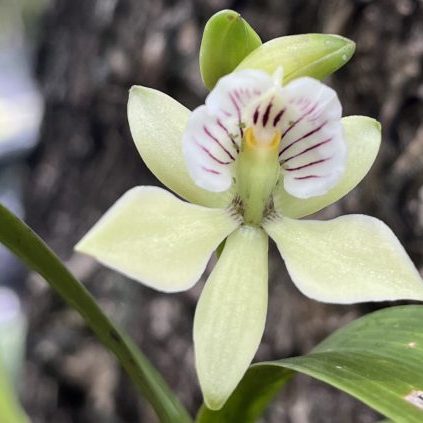 250612-orquidea-ufm-arboretum