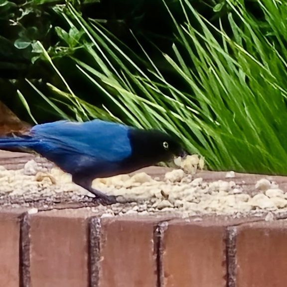 250727-xara-arboretum-ufm