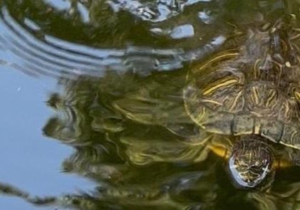 251017b-tortugas-arboretum-ufm