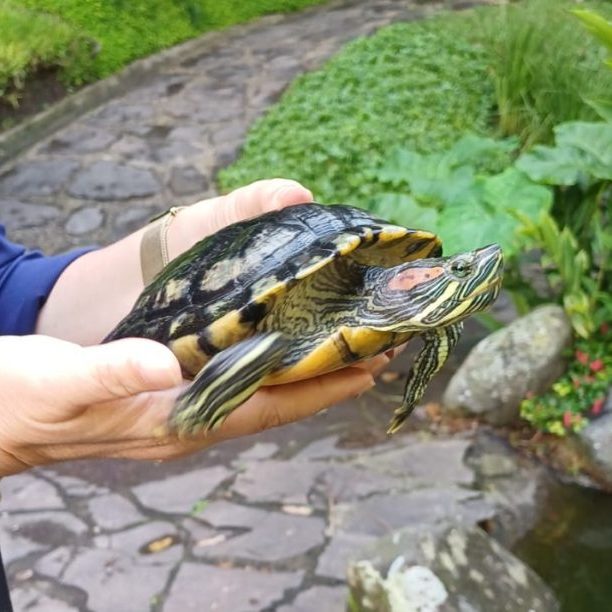 251208b-tortuga-pintada-ufm-arboretum