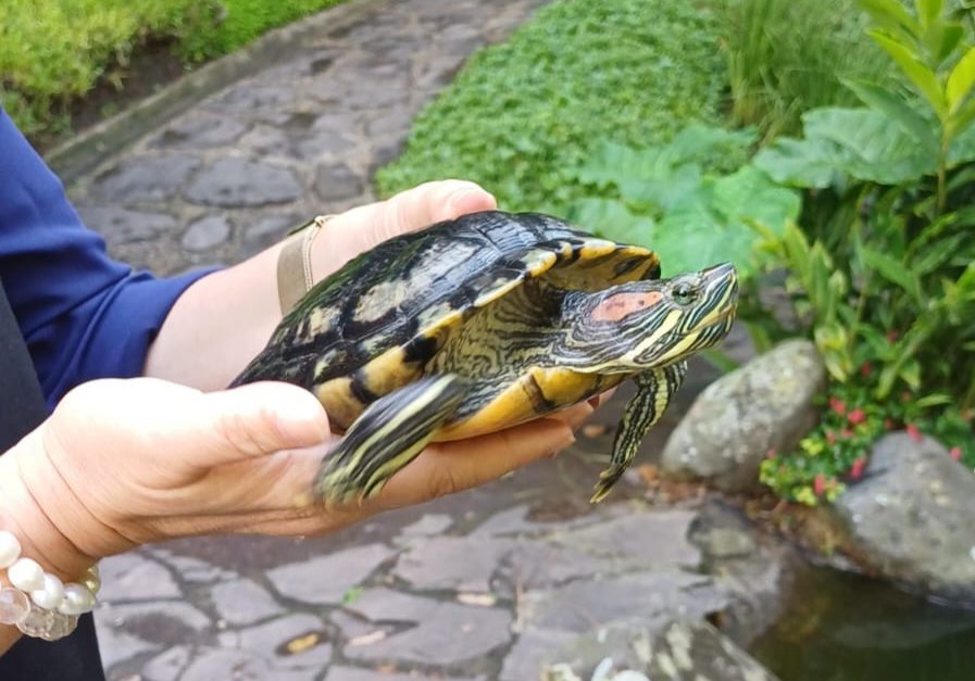 251208b-tortuga-pintada-ufm-arboretum