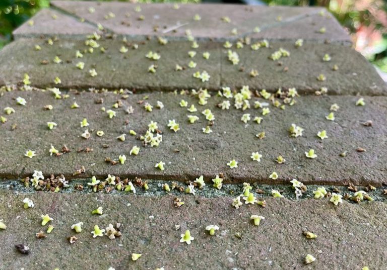 260217-coralillo-arboretum-ufm-flores