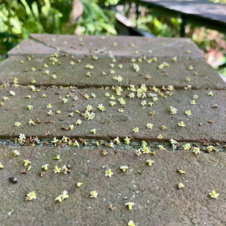 260217-coralillo-arboretum-ufm-flores