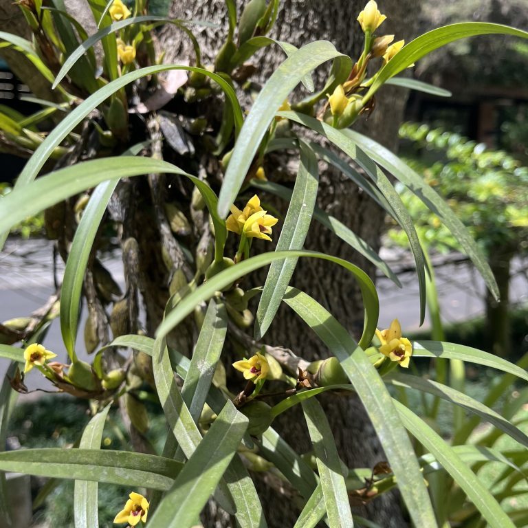 260326-maxilaria-variabilis-orquidea-arboretum-ufm