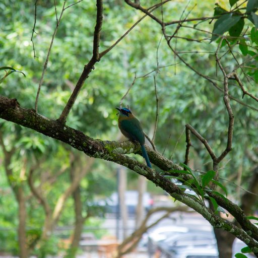 260512-torogoz-motmot-arboretum-ufm