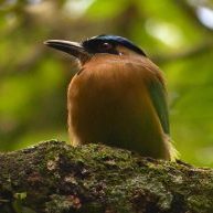 261022b-momotus-lessonii-ufm-arboretum-enrique-turcios
