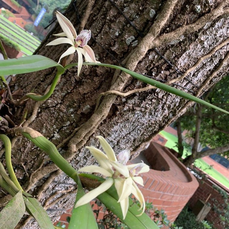 anacheilium-baculus-ufm