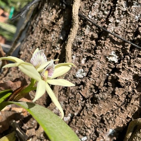 anachellium-baculus-ufm-2022