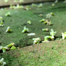 coralillo suelo thumb