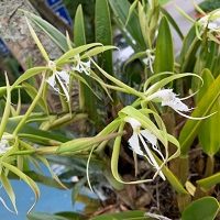encyclia-ciliare-ufm