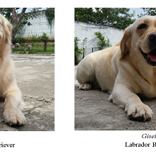 perros muestra thumb