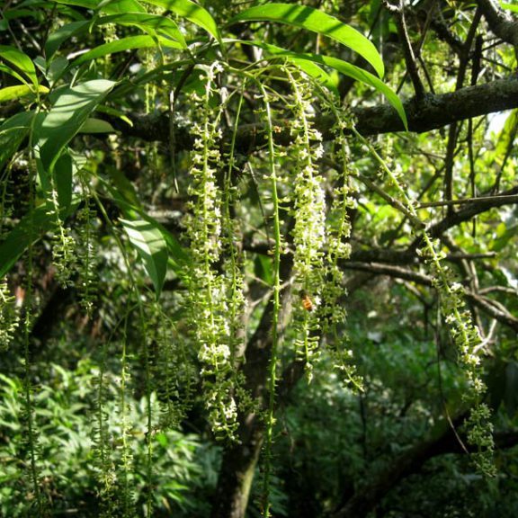 snoticiasrsimagersargsbd150219_ufm_arboretumrsargsbd