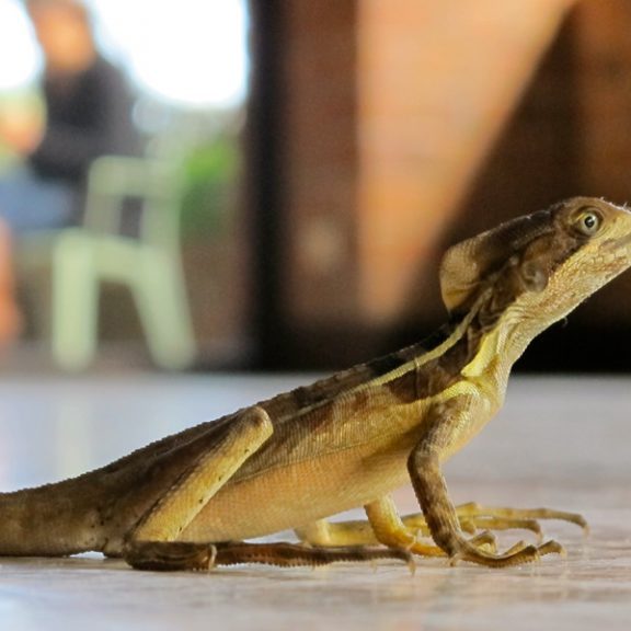 snoticiasrsimagersargsbd150323_ufm_arboretum_basilirsargsbd