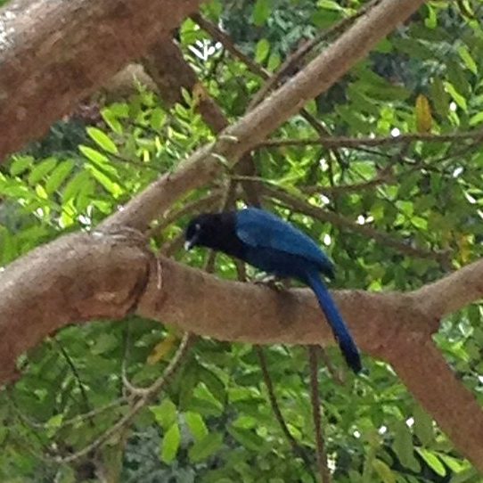 snoticiasrsimagersargsbd150410_ufm_arboretum_xararsargsbd