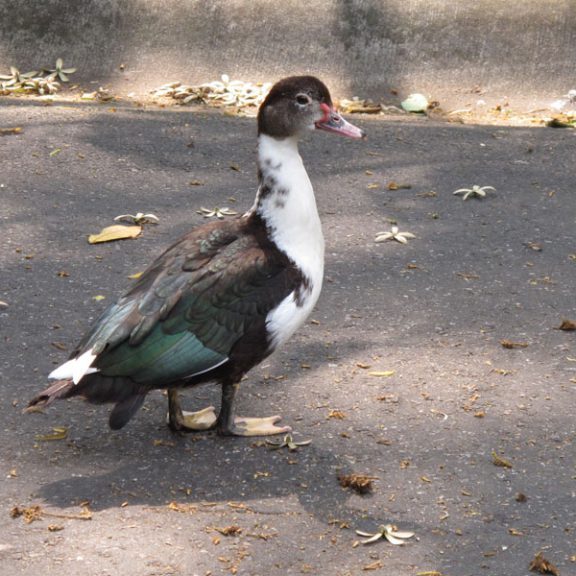 snoticiasrsimagersargsbd150423_ufm_arboretumrsargsbd