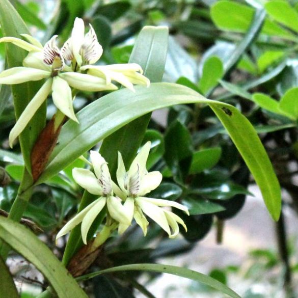 snoticiasrsimagersargsbd150424_ufm_arboretum2rsargsbd