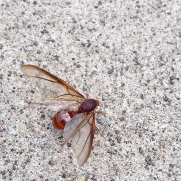 snoticiasrsimagersargsbd150608_ufm_arboretumrsargsbd