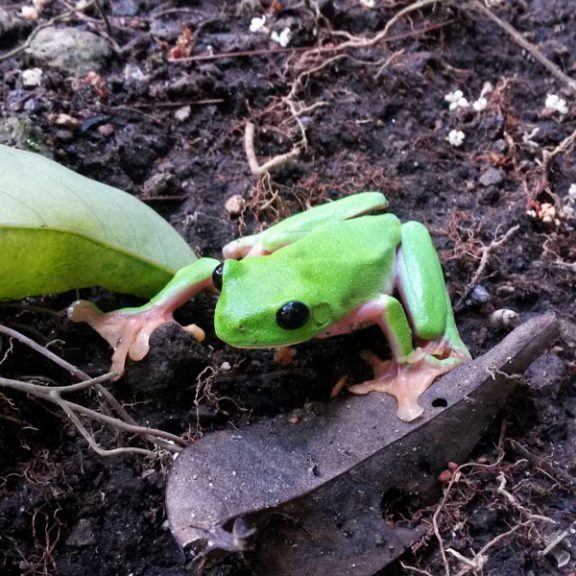 snoticiasrsimagersargsbd150612_ufm_arboretumrsargsbd