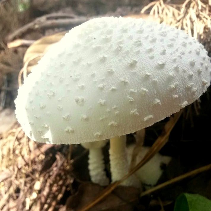 snoticiasrsimagersargsbd150625_ufm_arboretumrsargsbd