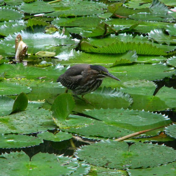 snoticiasrsimagersargsbd150925_ufm_arboretumrsargsbd