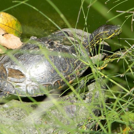 snoticiasrsimagersargsbdtortunormalrsargsbd